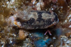 Chromodoris mandapamensis
