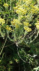 Helichrysum revolutum