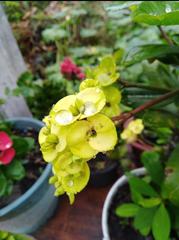 Euphorbia milii