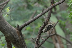 Leiopicus mahrattensis