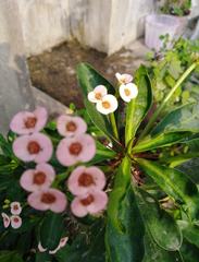 Euphorbia milii