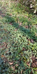 Magnoliopsida