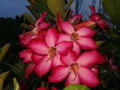 Adenium obesum