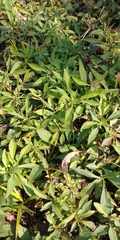 Magnoliopsida