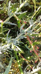 Helichrysum revolutum