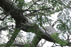 Leiopicus mahrattensis