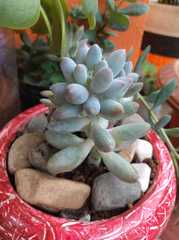 Pachyphytum