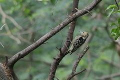 Leiopicus mahrattensis