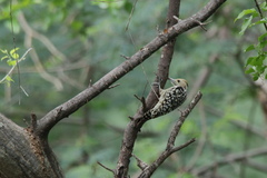 Leiopicus mahrattensis