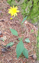 Hieracium laevigatum