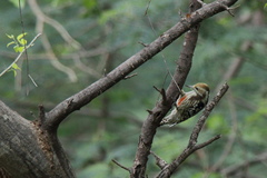 Leiopicus mahrattensis