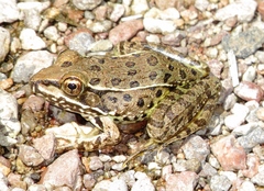 Lithobates yavapaiensis