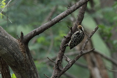 Leiopicus mahrattensis