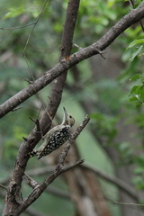 Leiopicus mahrattensis