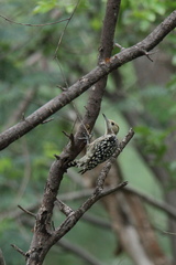 Leiopicus mahrattensis