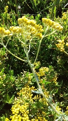 Helichrysum revolutum