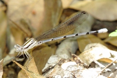 Argia pima