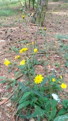 Hieracium laevigatum