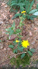 Hieracium laevigatum