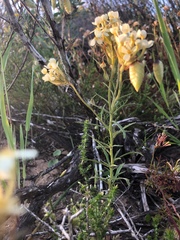 Manulea corymbosa