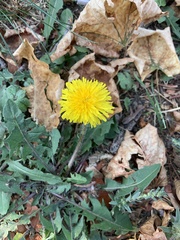 Taraxacum officinale