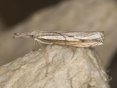 Agriphila attenuatus