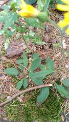 Hieracium laevigatum