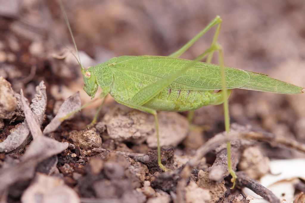 Mediterranean Katydid