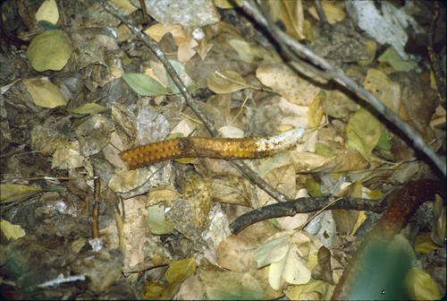 Hydnora esculenta image