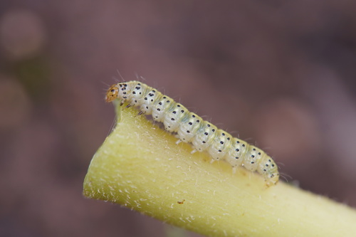 fig-tree skeletonizer moth