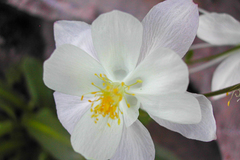 Aquilegia coerulea