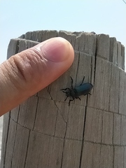 Polytomus abdominalis