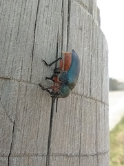 Polytomus abdominalis