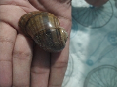 Pomacea canaliculata