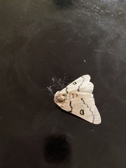 Hemileuca burnsi