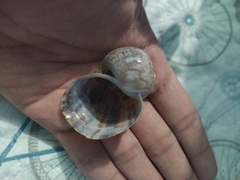 Pomacea canaliculata