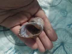 Pomacea canaliculata