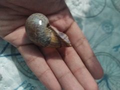 Pomacea canaliculata