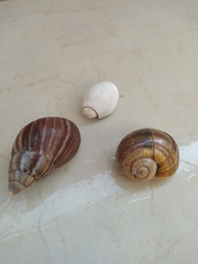 Pomacea canaliculata