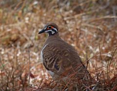 Geophaps scripta