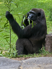 Gorilla
