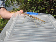 Acrophylla wuelfingi