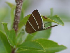 Argyrostrotis quadrifilaris