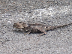 Lophosaurus spinipes