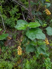 Ribes punctatum