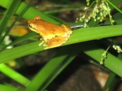 Litoria revelata