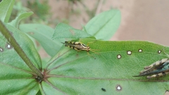 Omalotettix obliquus