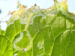 Sphaeroderma testaceum