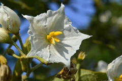 Solanum variabile
