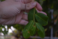 Erythroxylum areolatum